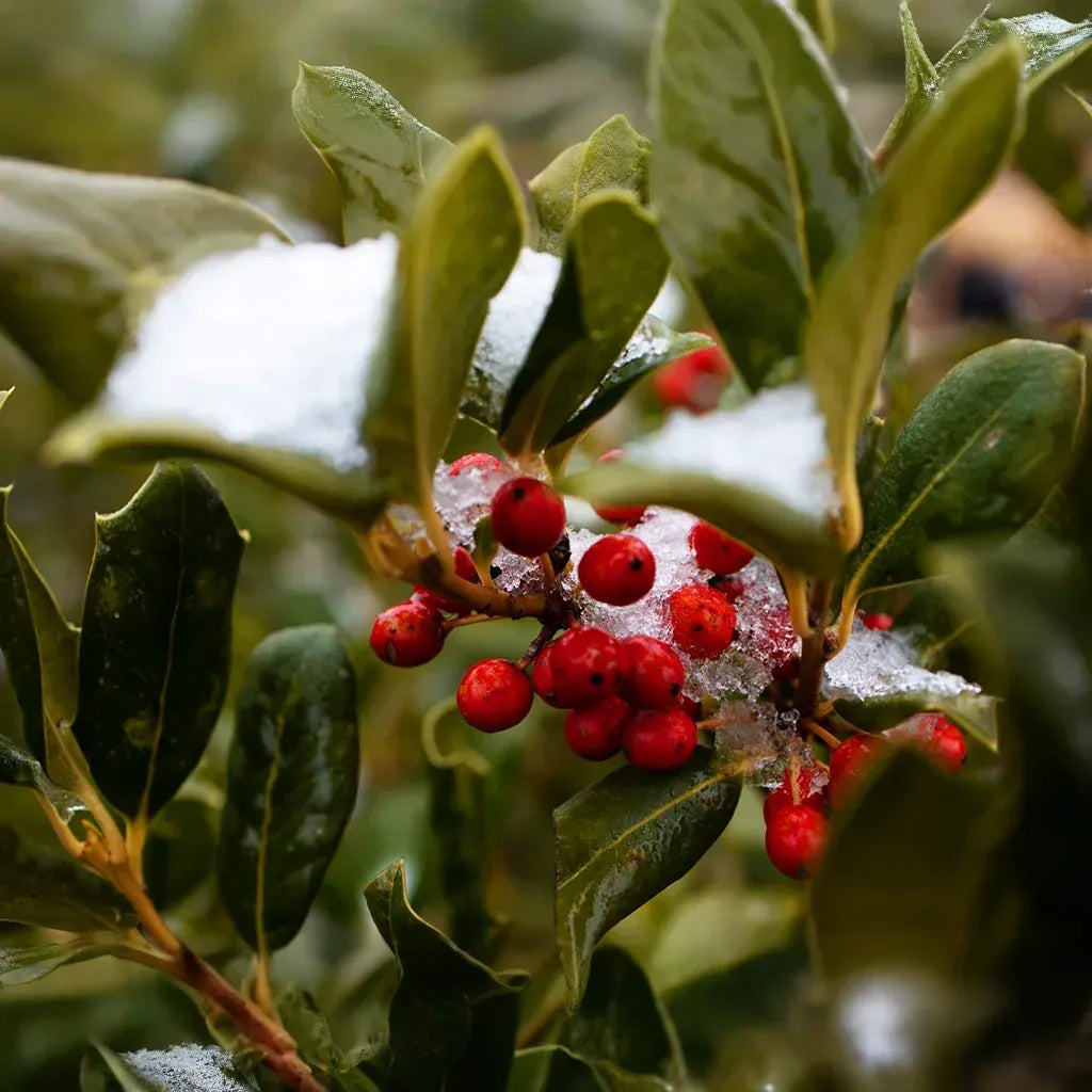 30 American Holly Bush Seeds (Ilex opaca), Hardy Shrub, Evergreen Tree, Perfect for Hedges, Privacy Screens, & Landscaping, Winter Interest