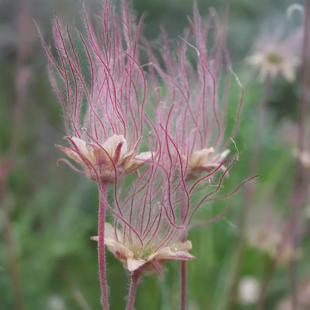 20 Prairie Smoke Fire Flower Seeds – Geum triflorum – Rare Wildflower Seeds for Garden – Unique Feather-Like Blooms