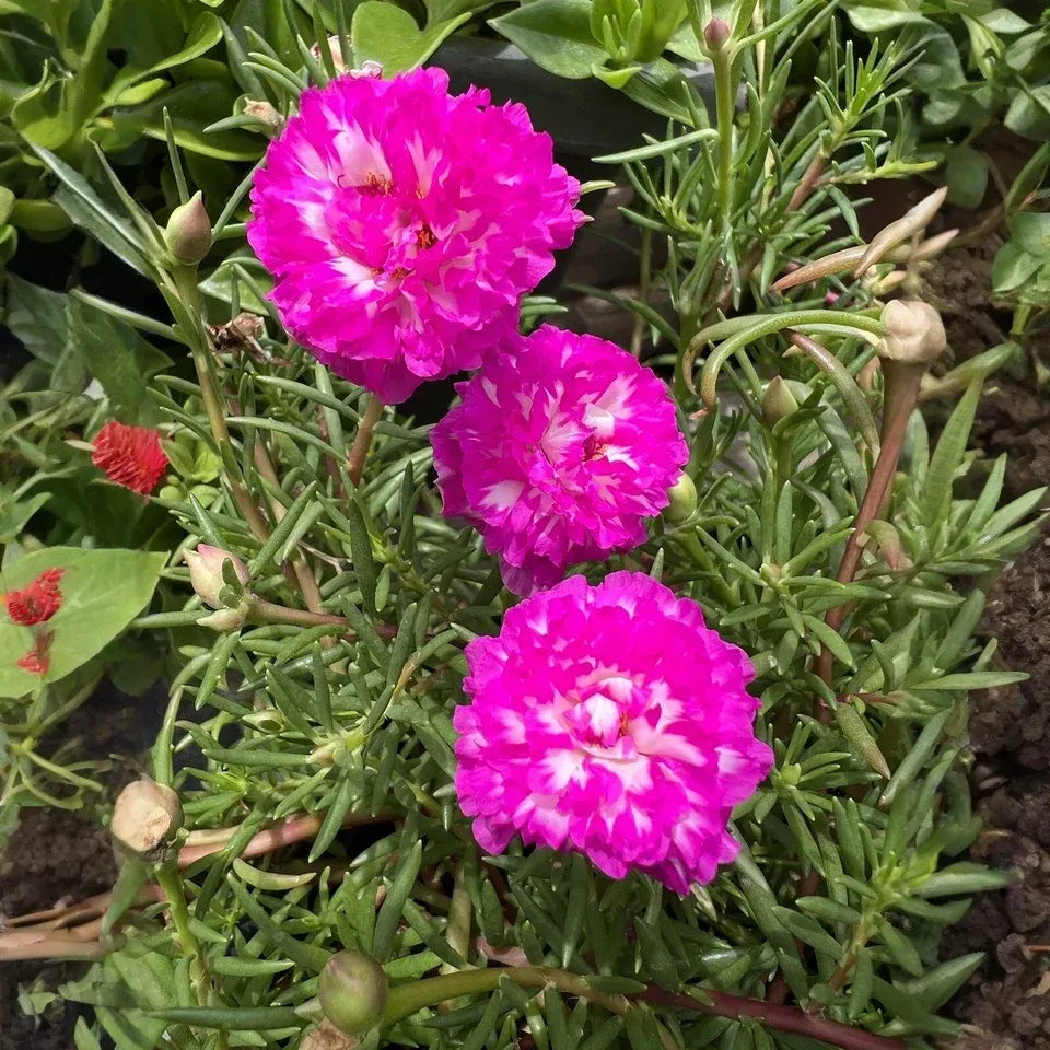 Portulaca Grandiflora Irin 5 Unrooted Cuttings 5" Rare Color Moss Rose Purslane Succulent