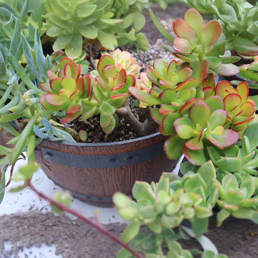 Jade Plant Cuttings - 2 Pack - Crassula ovata - Easy Care Succulent - Houseplant Propagation - 3-5" Unrooted Stems