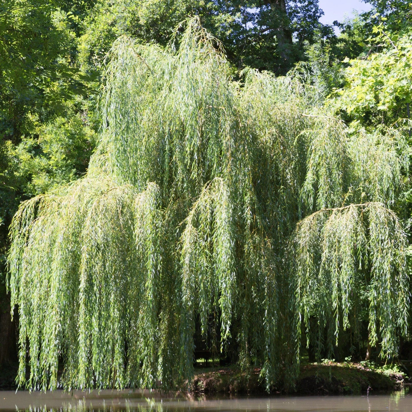 Weeping Willow Cutting - Salix babylonica - 14-24" Bare Root - Fast Growing Tree