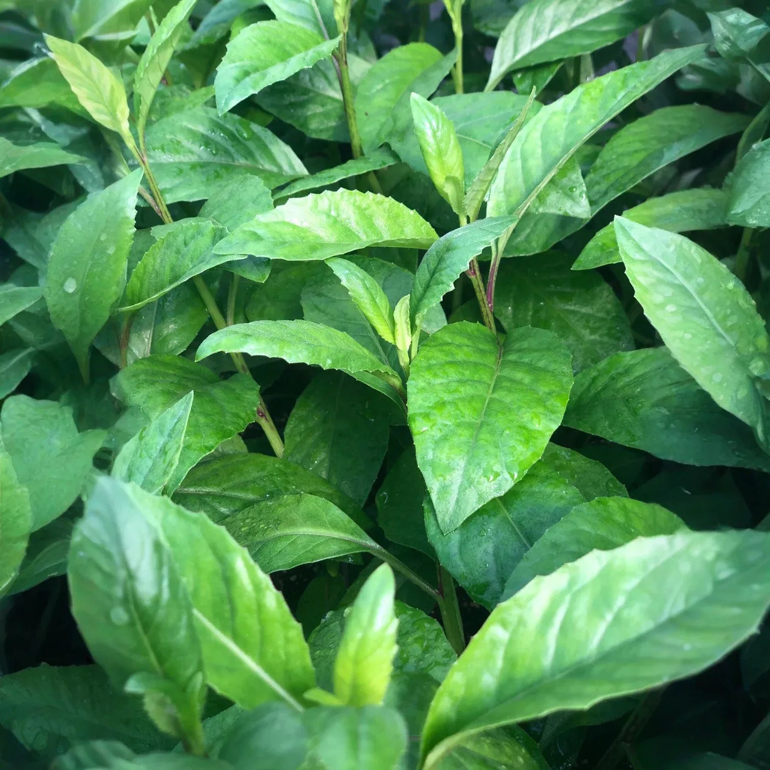 Longevity Spinach Cuttings - 15 Pack - Gynura Procumbens - Perennial Edible Green - Fast Growing - FREE Shipping - Florida Farm