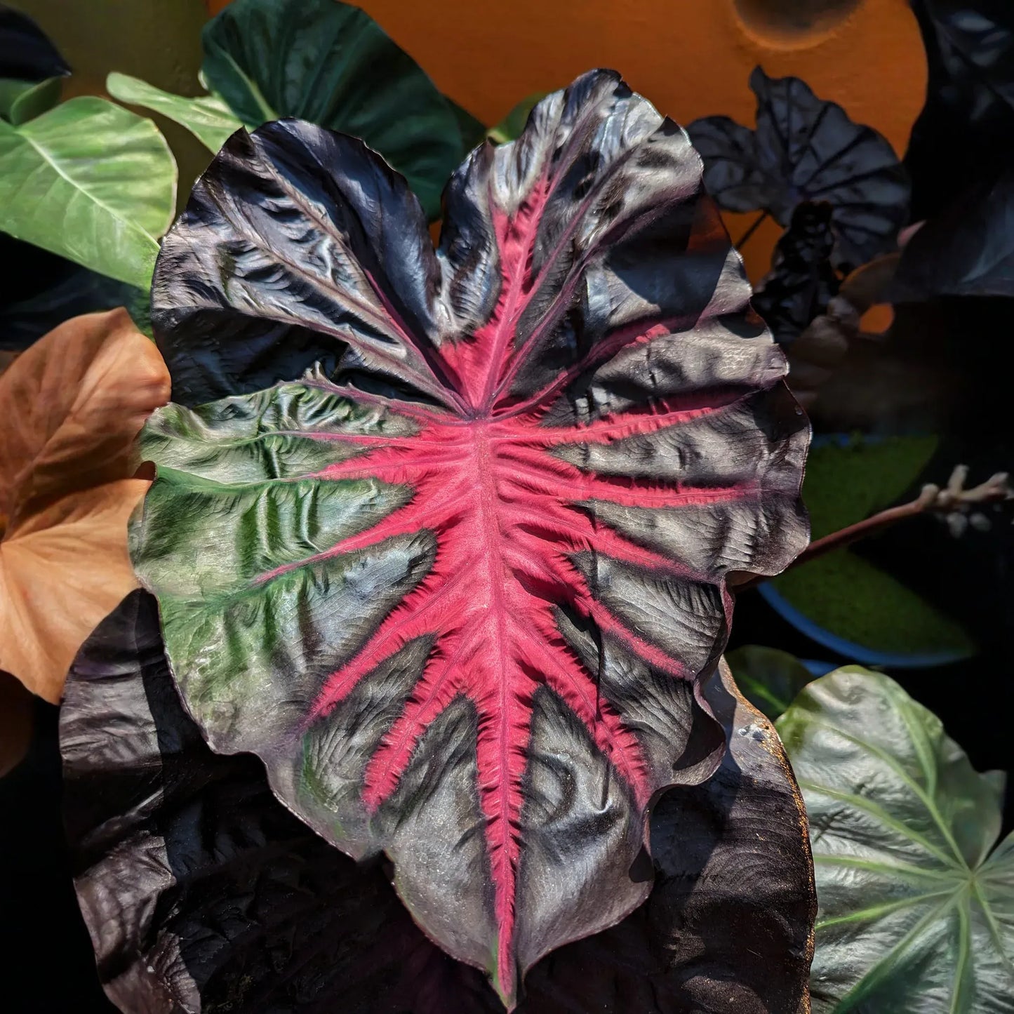 Redemption Colocasia Esculenta Elephant Ear Small Rooted Starter Plant 4-8 Inch