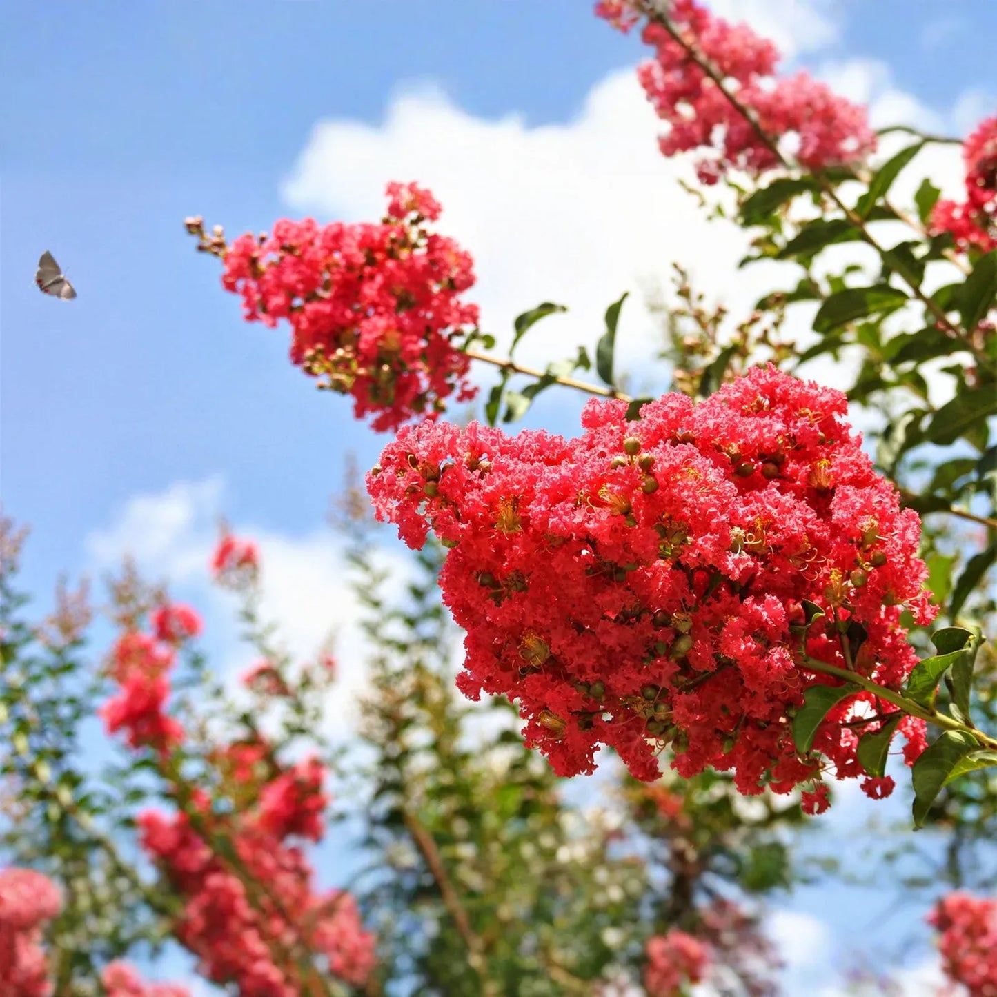 100 Crepe Myrtle Flower Tree Seeds - 6 Bright Colors (Lagerstroemia), Hardy Ornamental Tree, Beautiful Summer Blooms, Colorful Landscape
