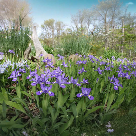 10 Crested Dwarf Iris Plants - Iris cristata | Bare Root Wildflower | Native Perennial for Shade & Woodland Gardens