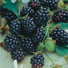 5 TRIPLE CROWN BLACKBERRY Scion Cuttings (Rubus fruticosus) for Rooting or Grafting, 8-10", Heirloom, Sweet Blackberry Bush
