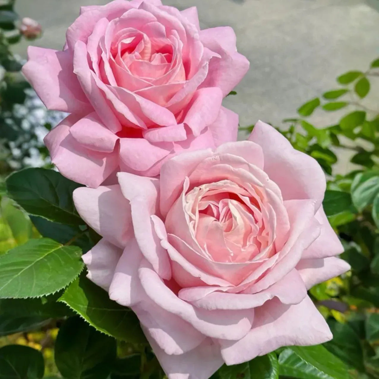 4 French Rose Unrooted Cuttings (Rosa) 6-8" - Premium Rose Bush Propagation - Perfect for Growing Your Own Rose Garden, Rooting & Planting