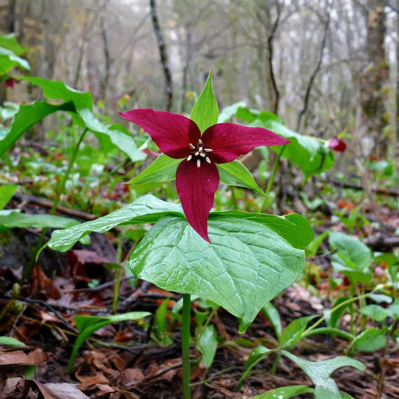 3 Red Trillium Plants - Bare Root Trillium erectum | Shade-Loving Perennial Wildflower | Woodland Garden Native