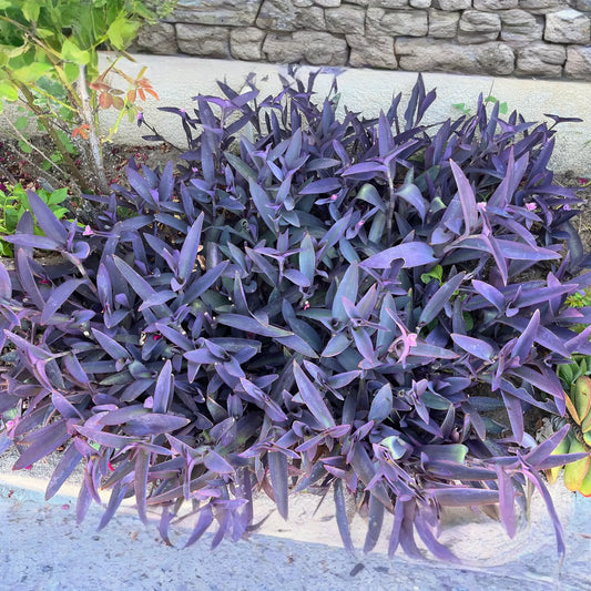 Tradescantia pallida Cuttings - 10 Count - Purple Heart Plant - 4-6" Length
