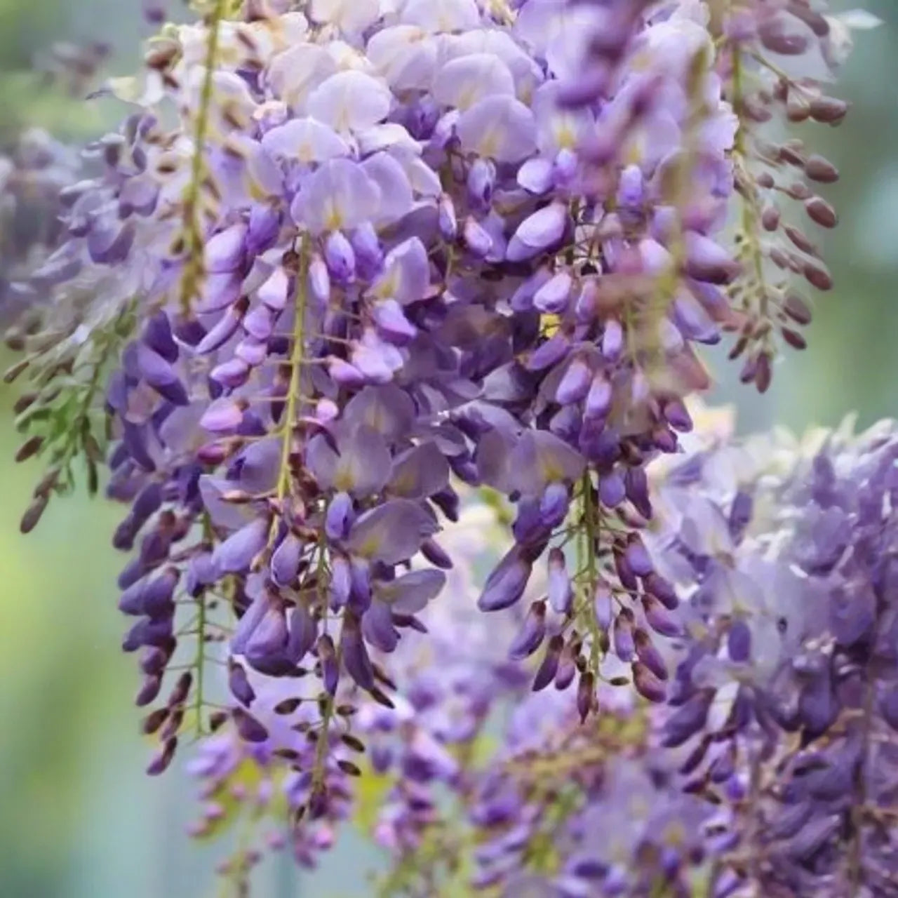 4 Wisteria Vines Blue Moon Fresh Unrooted Cuttings (Wisteria macrostachya) DIY Flowering Vine - Propagate Beautiful Blooms