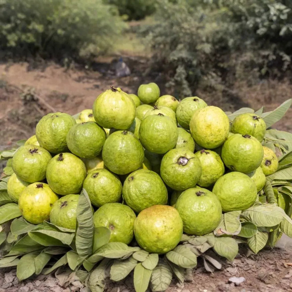 3 Guava Unrooted Cuttings 4-5" | Psidium Guajava | Tropical Fruit Tree, Guava Plant Propagation