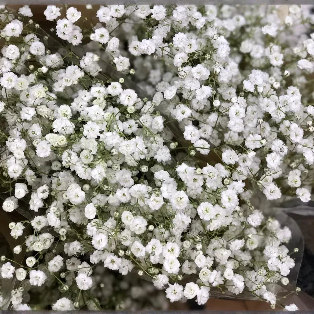 1,000 Baby’s Breath Seeds | Gypsophila elegans | Non-GMO Annual Flowers for Bouquets, Borders & Pollinator Gardens