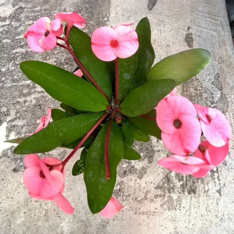 Euphorbia milii Cuttings, Thai Hybrid Crown of Thorns, Pink Flowers, Rooted Stem, USDA Zones 9-11