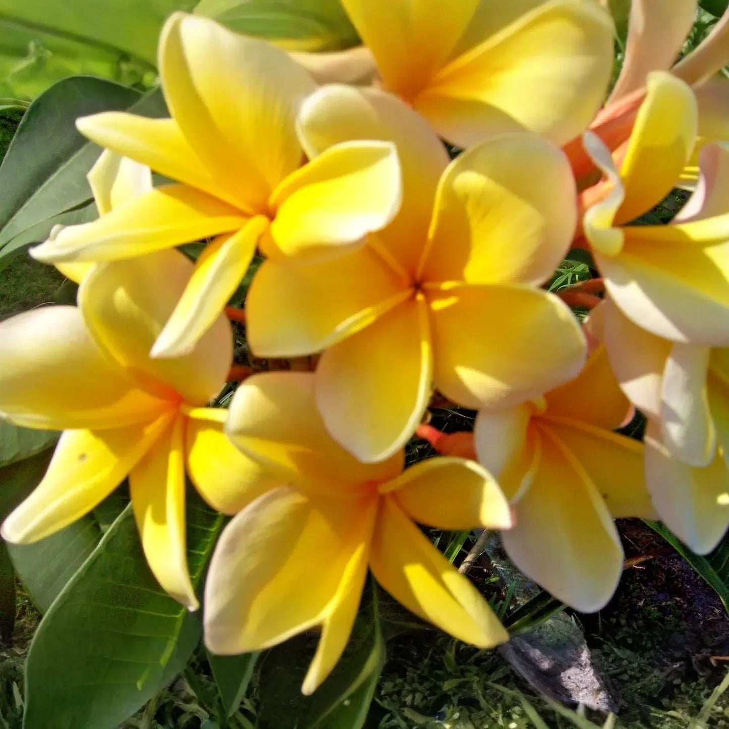 Yellow Plumeria Cutting - Fragrant Lei Flower, Tropical Plant, Freshly Cut, Fast Rooting, Zones 9-11, Container or Garden, Grower's Guide Included