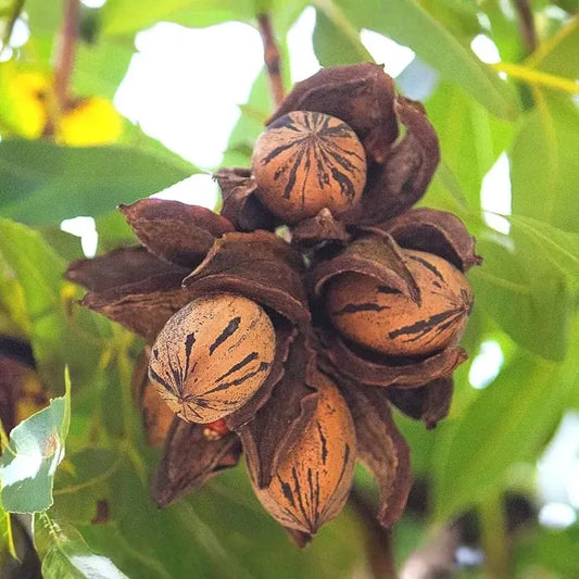 1 Hardy Pecan Tree - Carya illinoinensis | 12–24” Tall Live Bare Root | Edible Nut Tree for Orchards, Yards & Landscapes