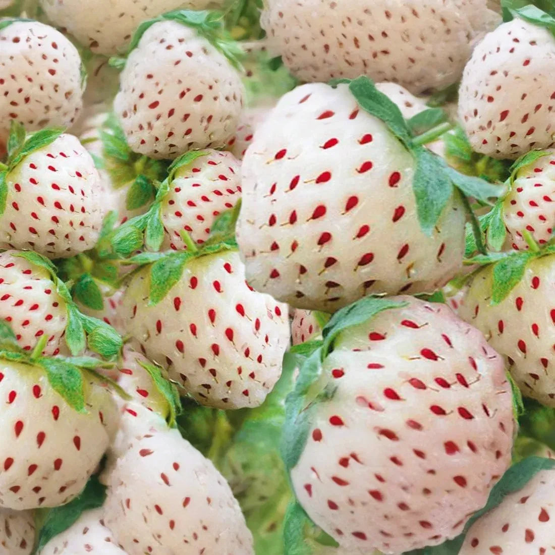 200+ White Strawberry Seeds | Pineberry Variety | Fragaria x ananassa | Unique Non-GMO Fruit for Gardens & Containers
