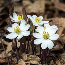 5 Twin Leaf Plants - Bare Root Jeffersonia diphylla | Native Perennial Wildflower | Shade-Loving Woodland Plant