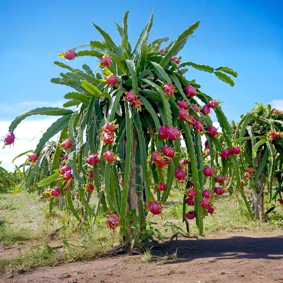Robles Red Dragon Fruit Cuttings - 2 Pcs (8-10"), Self-Pollinating, Fast-Growing Pitaya, Tropical Fruit Plant, Exotic Cactus, Easy Care