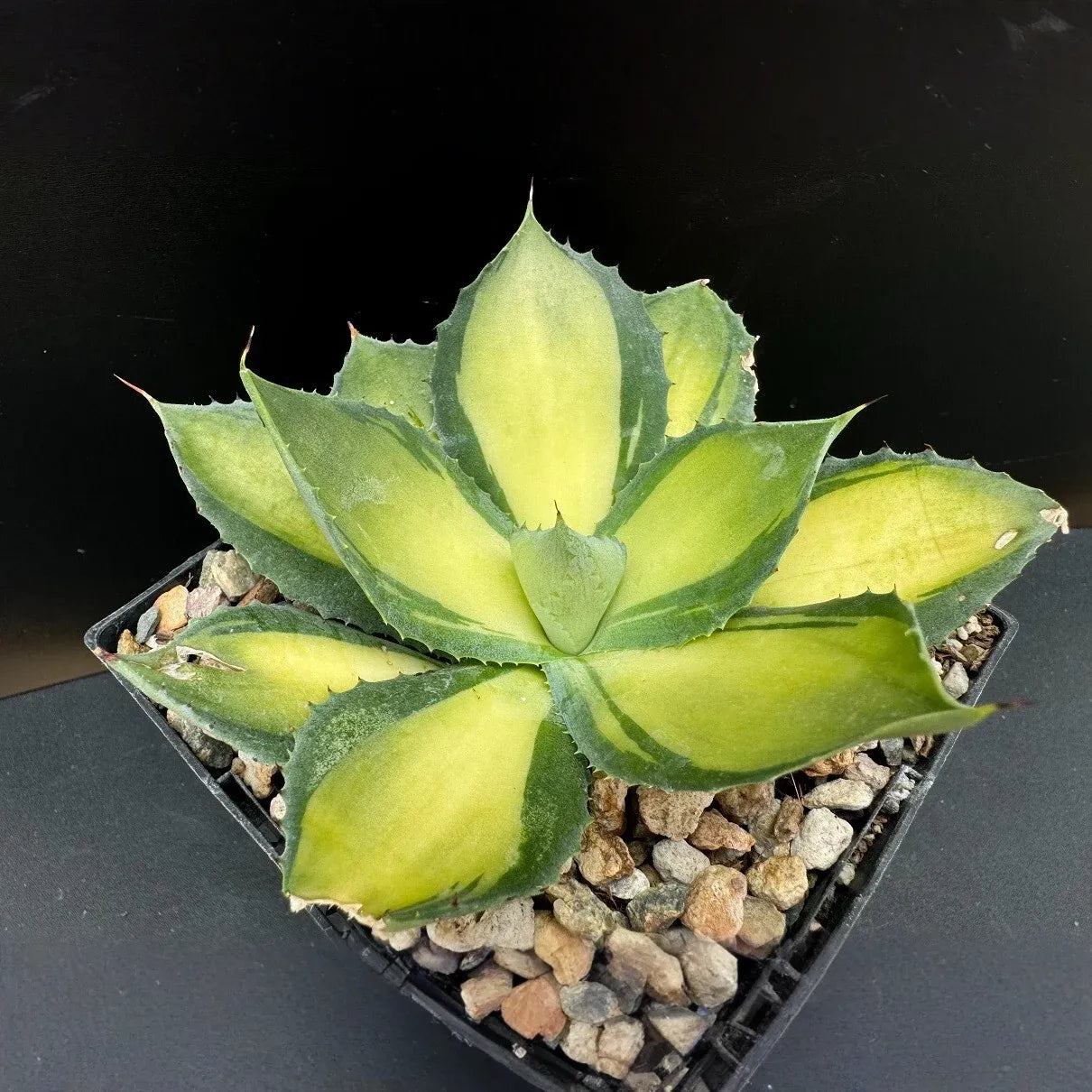 RARE Agave Rum Runner Hybrid - Collector's Specimen, Japanese Mutation, Red Thorns & Yellow-Green Rosette, Zone 8+, Patio Showpiece