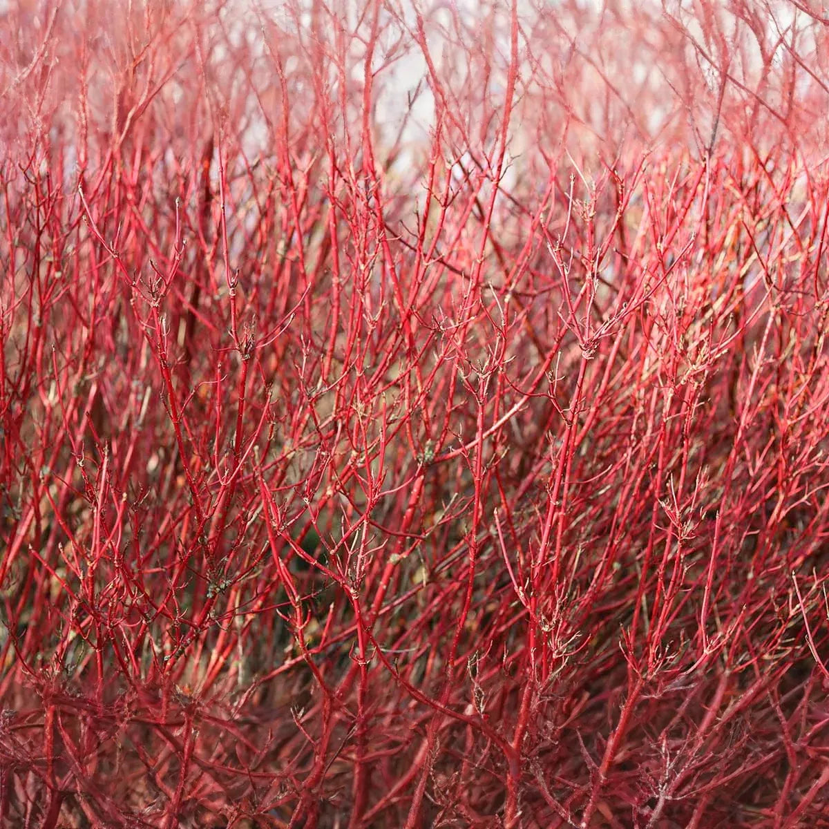 1 Red Twig Dogwood Shrub - Cornus sericea | 12-18” Bare Root | Hardy Native Shrub for Landscapes & Wildlife