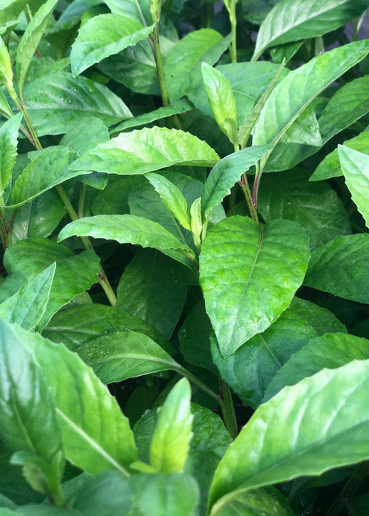 5 Longevity Spinach Gynura Procumbens Unrooted Cuttings 4" - Edible, Nutrient-Rich, Easy to Grow, Tropical Superfood, for Propagation