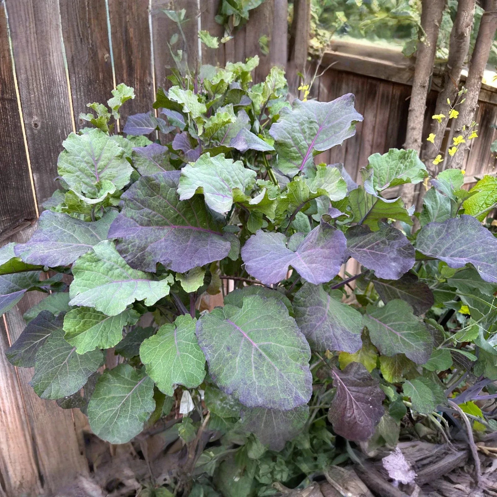 Purple Tree Kale Cuttings - 2 Live Cuttings, Brassica oleracea, Perennial Vegetable