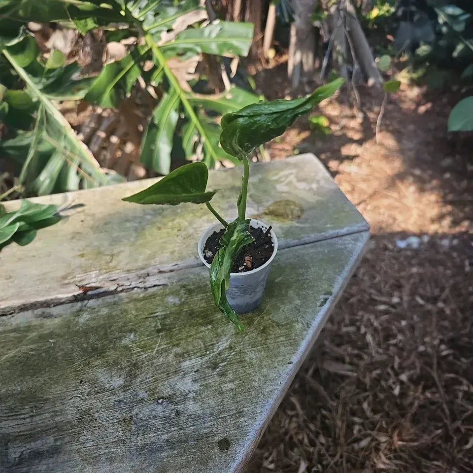 Shangri-La Pothos Cuttings - 2 Rooted Nodes, Rare Houseplant, Easy-Care Indoor Vine, Low Light Tolerant, Fast Growing Epipremnum