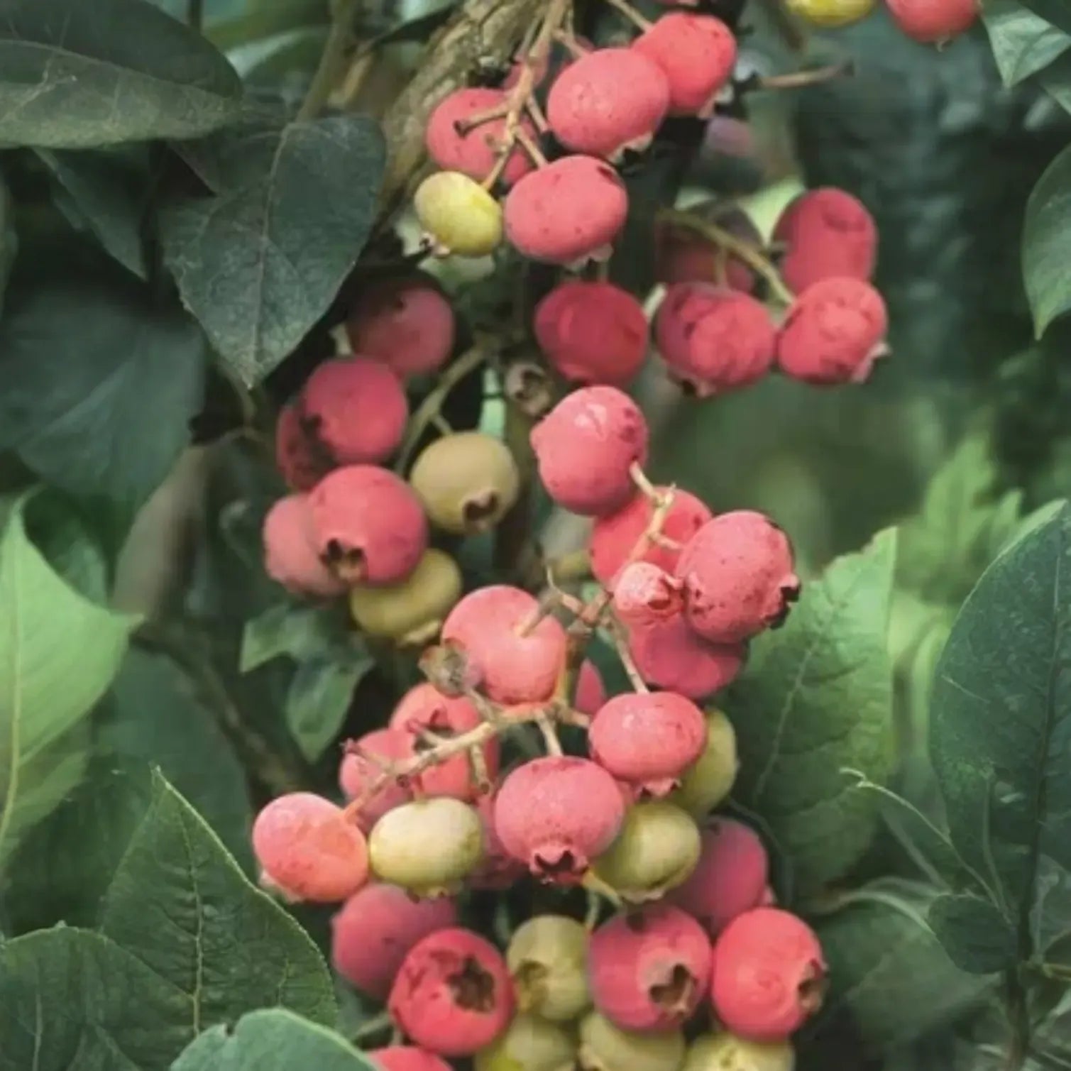 3 Florida Rose Blueberry Plants - Vaccinium virgatum | Rabbiteye Starter Plants | Pink Edible Fruit for Gardens & Landscapes