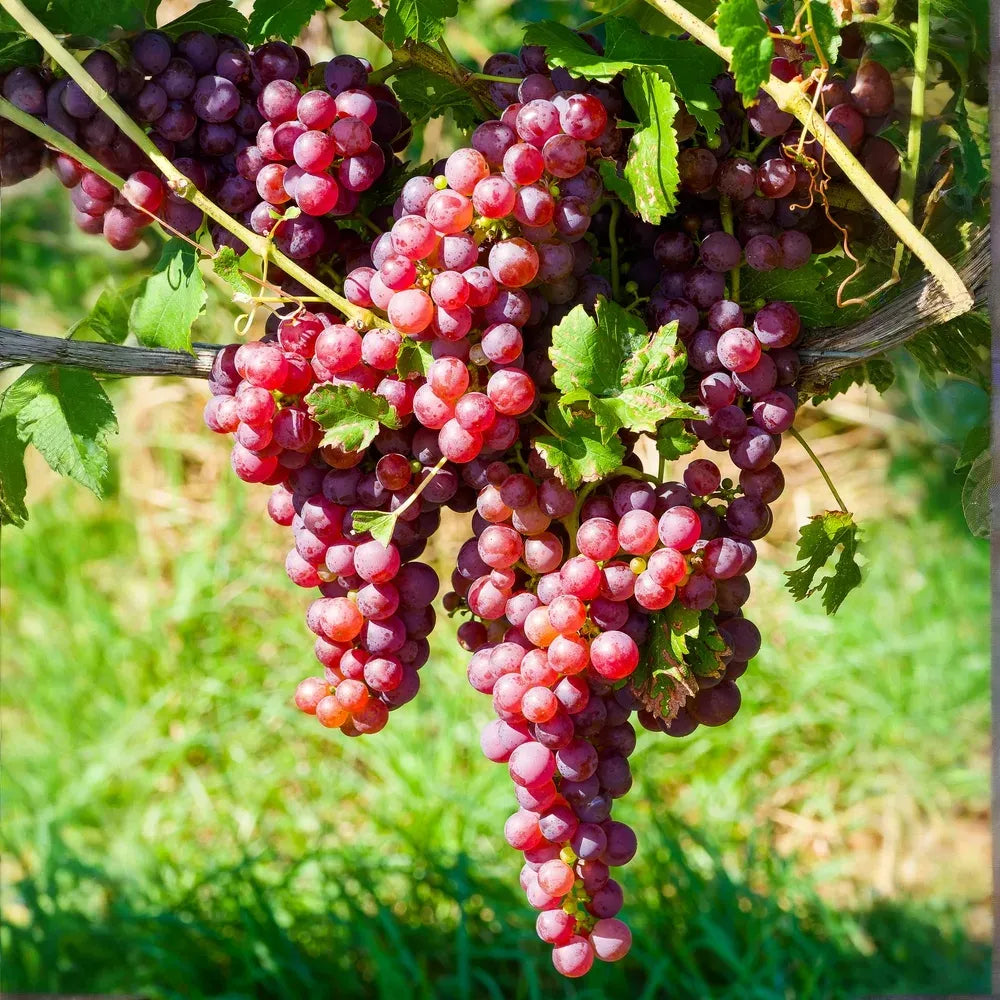 10 Crimson Fresh Vine Unrooted Cuttings - Large Red Seedless Table Grape (Vitis vinifera) | Delicious, Sweet, Fruit Cuttings for Vine Growth