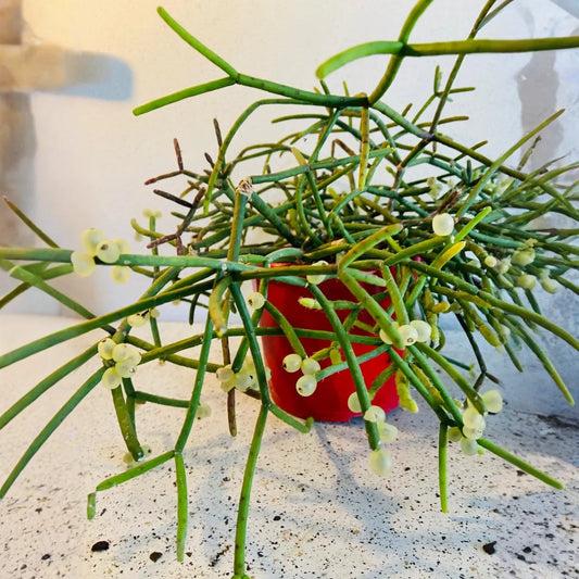 Rhipsalis cassutha Cuttings, 5 Stem Pieces, Epiphytic Cactus, Red Fruit Form, USDA Zones 10-12