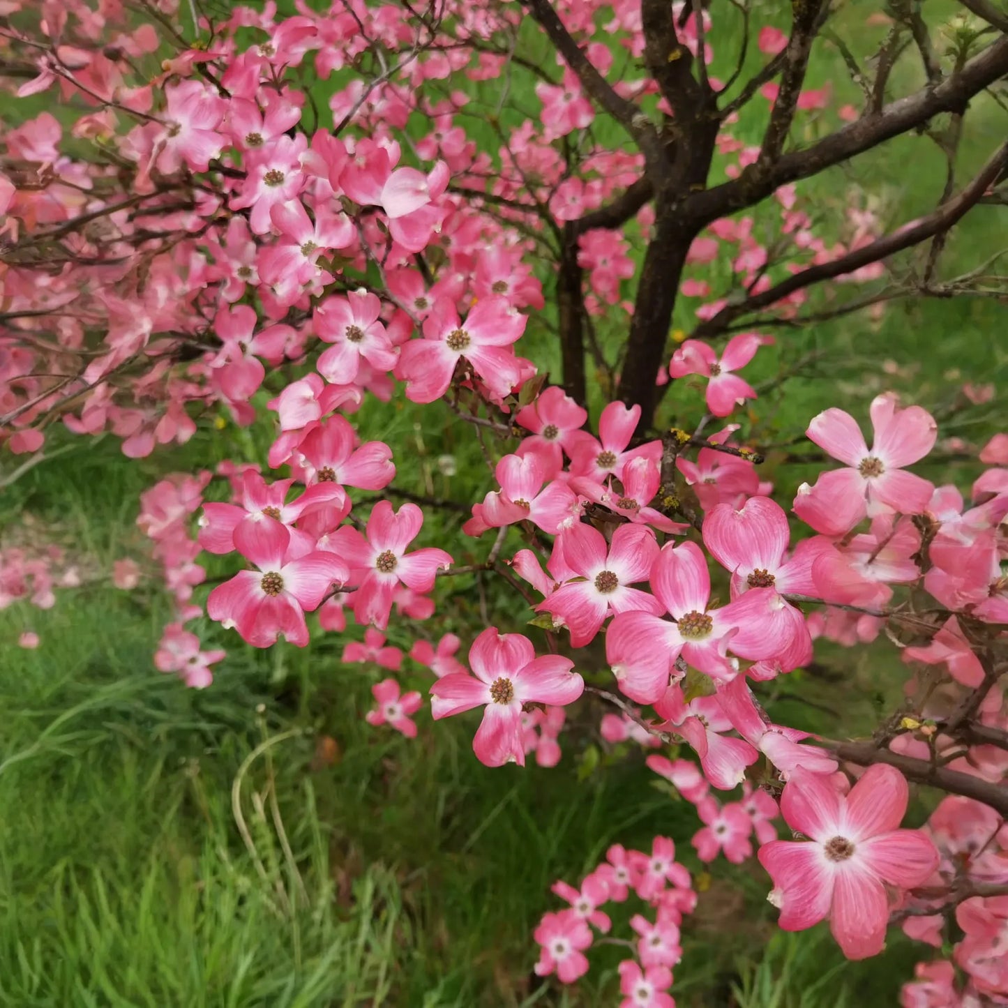 Cornus florida Cuttings - 10 Unrooted Pink Dogwood Stems, Zones 5-9