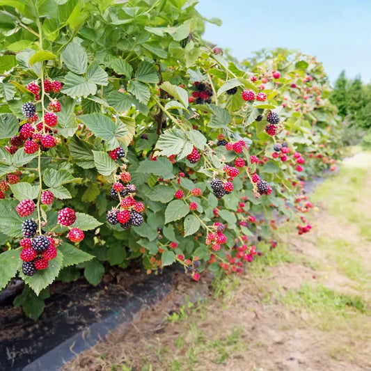 1 Big Daddy Thornless Blackberry Plant - Rubus | Outdoor Garden Fruit | Perennial Edible Berry Bush for Home Orchards