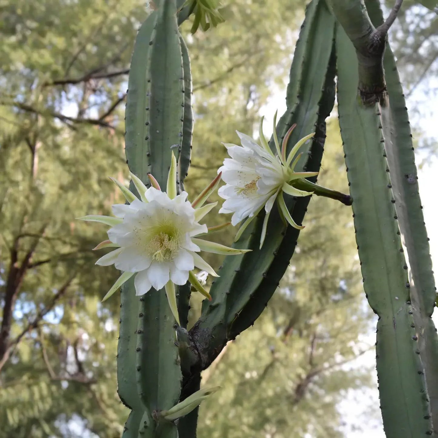 Queen of the Night Cactus Cutting, Epiphyllum oxypetalum, Unrooted 3-Leaf Stem, Fragrant Night Bloom, USDA Zones 10-12, Houseplant