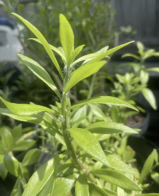 Pereskiopsis Cuttings, 10 Grafting Stock Stems, 2-4" Length, Fast-Growing Cactus Rootstock, USDA Zones 10-12