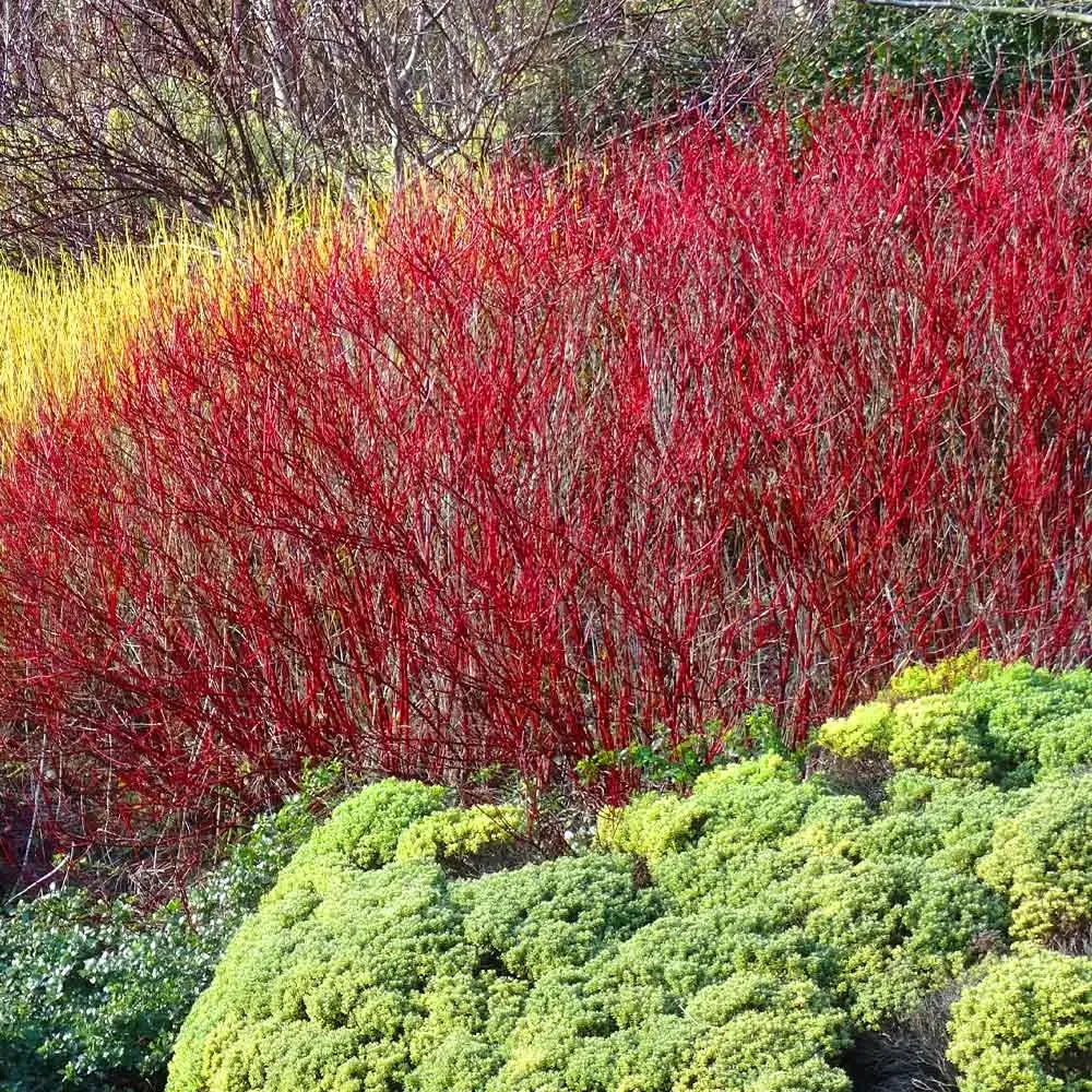 10 Red Twig Dogwood Unrooted Cuttings (Cornus sericea) - Fast Growing Native Shrub, Ideal for Landscaping & Erosion Control