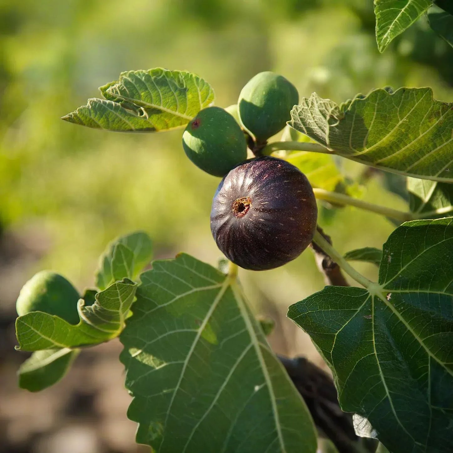 Violetta Fig Tree Cuttings, Cold Hardy, Large Sweet Fruit, USDA Zones 7-10, Propagation Ready, Vigorous Grower