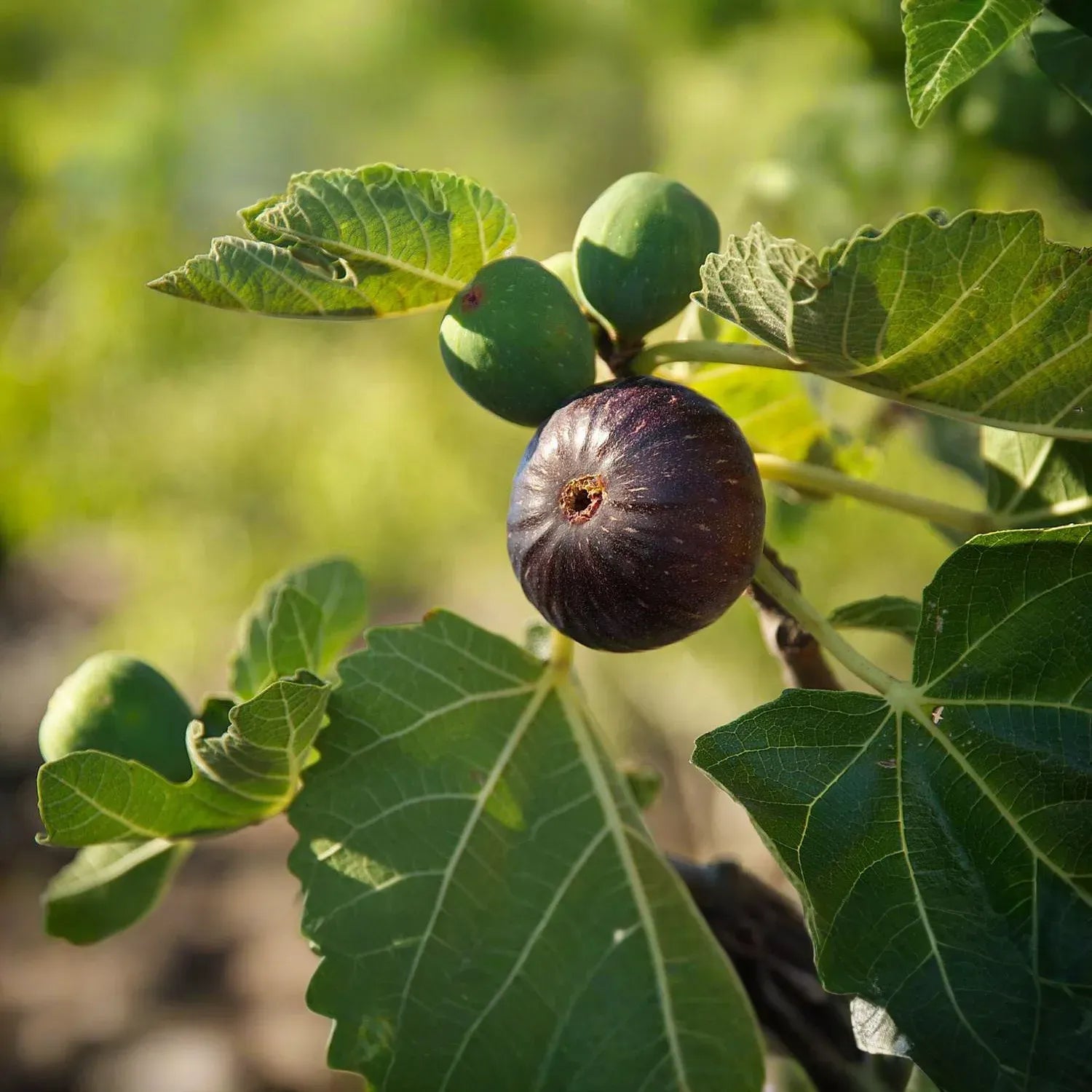 Violetta Fig Tree Cuttings, Cold Hardy, Large Sweet Fruit, USDA Zones 7-10, Propagation Ready, Vigorous Grower