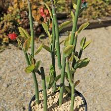 5 Stems Tall Lady Slipper (Pedilanthus) Succulent Unrooted Cuttings 3-12" | Easy Root, Unique Indoor Plant