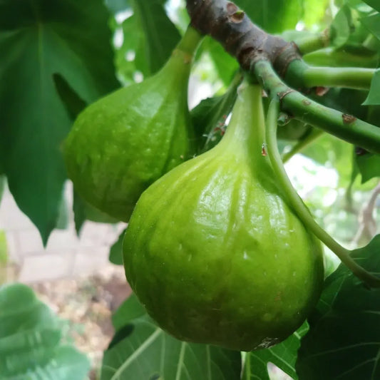 3 White Kadota Fig Cuttings 6" Unrooted – Ficus carica, Sweet Fig Tree, Grafting, Fruit Tree, Rare, Fig Tree Cutting for Propagation