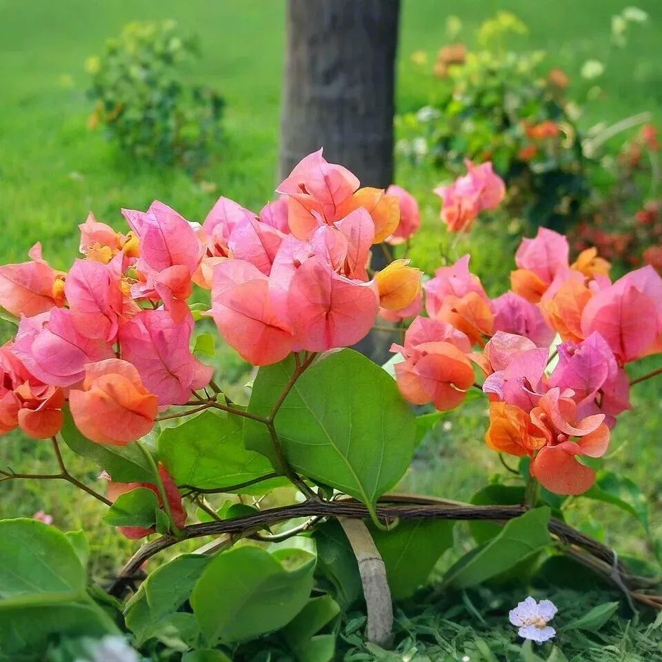 12 Organic Unrooted Cuttings Pink Orange After Glow Bougainvillea - Vibrant, Healthy, Perfect for Planting & Propagation