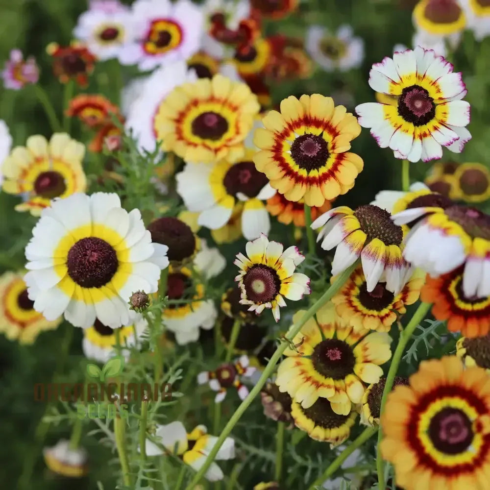 100 Painted Daisy Flower Seeds | Chrysanthemum coccineum | Colorful Perennial for Pollinator Gardens & Borders | Non-GMO
