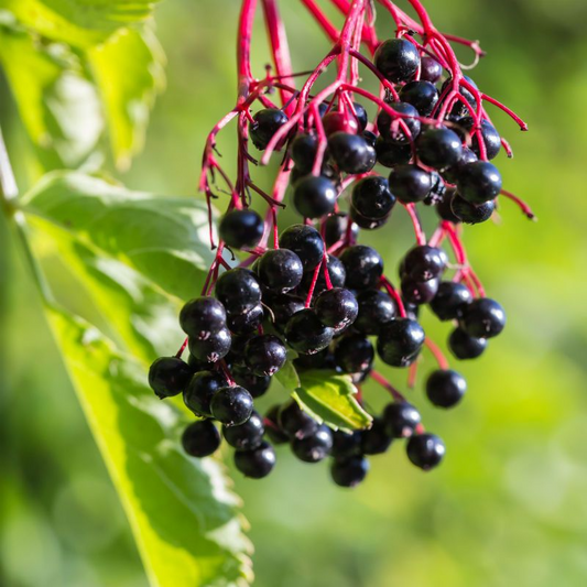 Adams Elderberry Cuttings - 12 Unrooted Stems, Fast-Growing Fruit Bush, White Flowers & Dark Blue Berries for Jams/Jelly, Zones 3-9