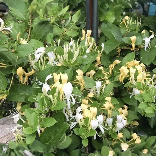 Lonicera japonica Cuttings - 4 Count - Hal's Honeysuckle - Unrooted Vines