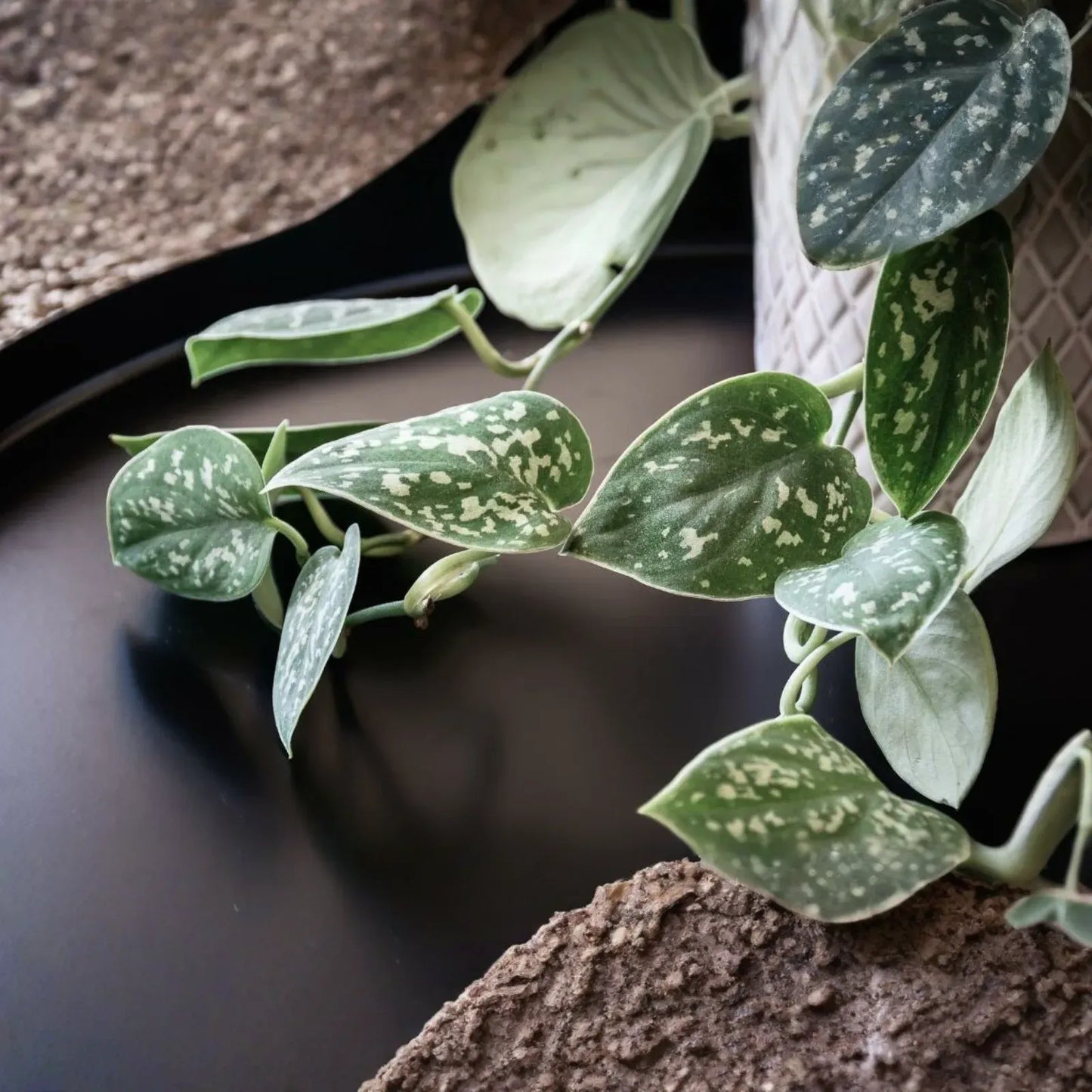 2 Rooted Scindapsus Cuttings, Satin Pothos Starter Plant, Silver Leaf Vine, Easy-Care Houseplant, Trailing or Climbing Indoor Plant