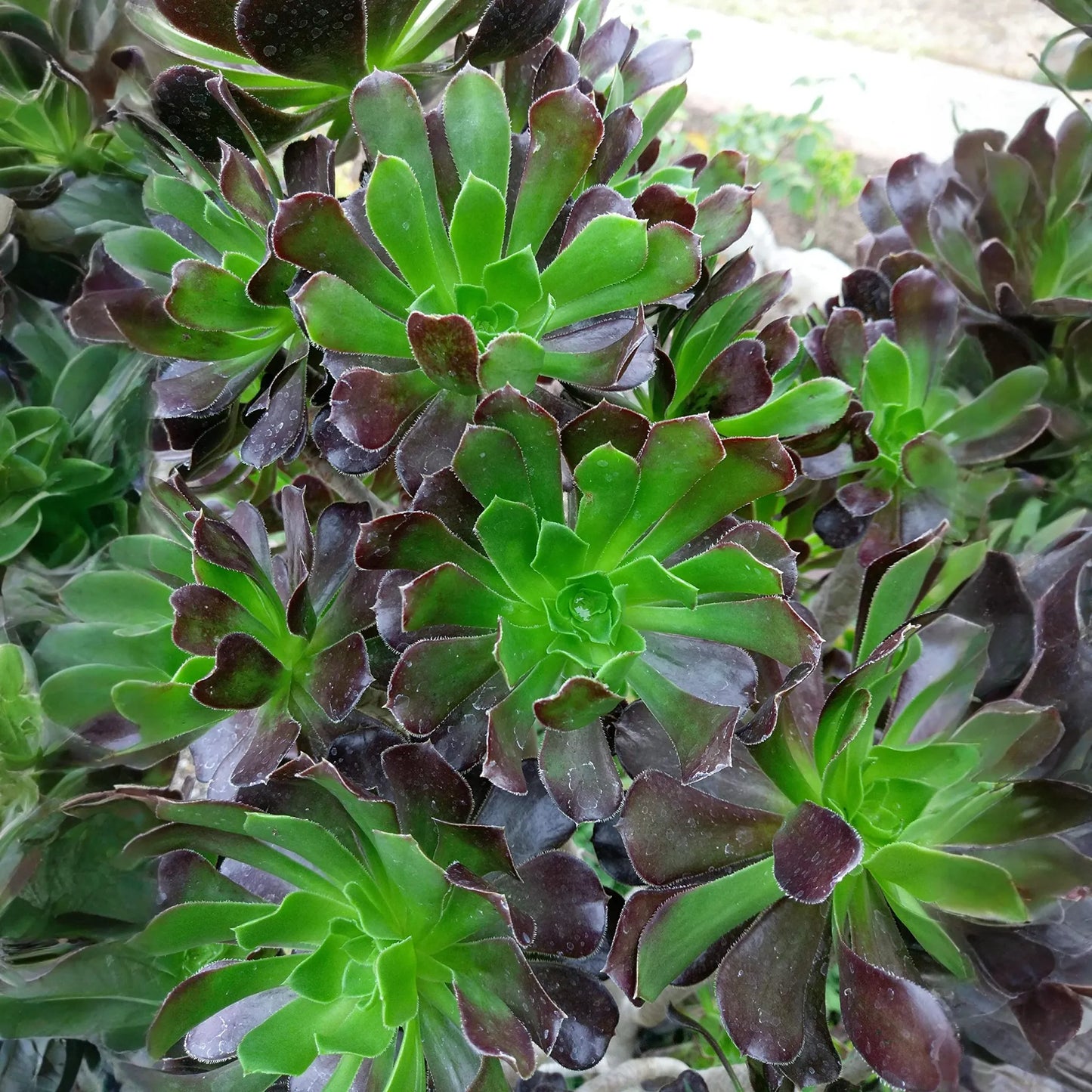 2 Aeonium Arboreum Unrooted Cuttings (Aeonium Tree) 2-4" – Succulent for Grafting, Rooting, or Propagation