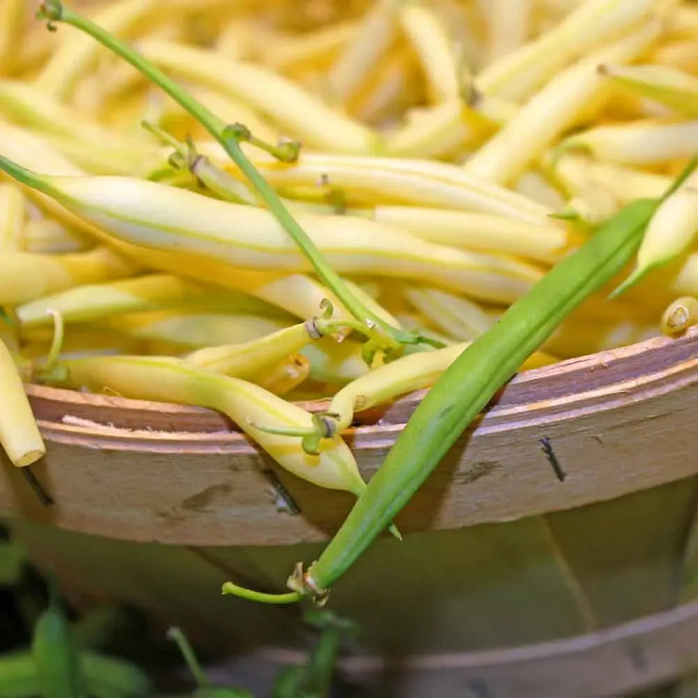 50+ Golden Wax Bean Seeds | Phaseolus vulgaris | Non-GMO Yellow Bush Beans for Garden Harvests | Tender, Crisp & Easy to Grow