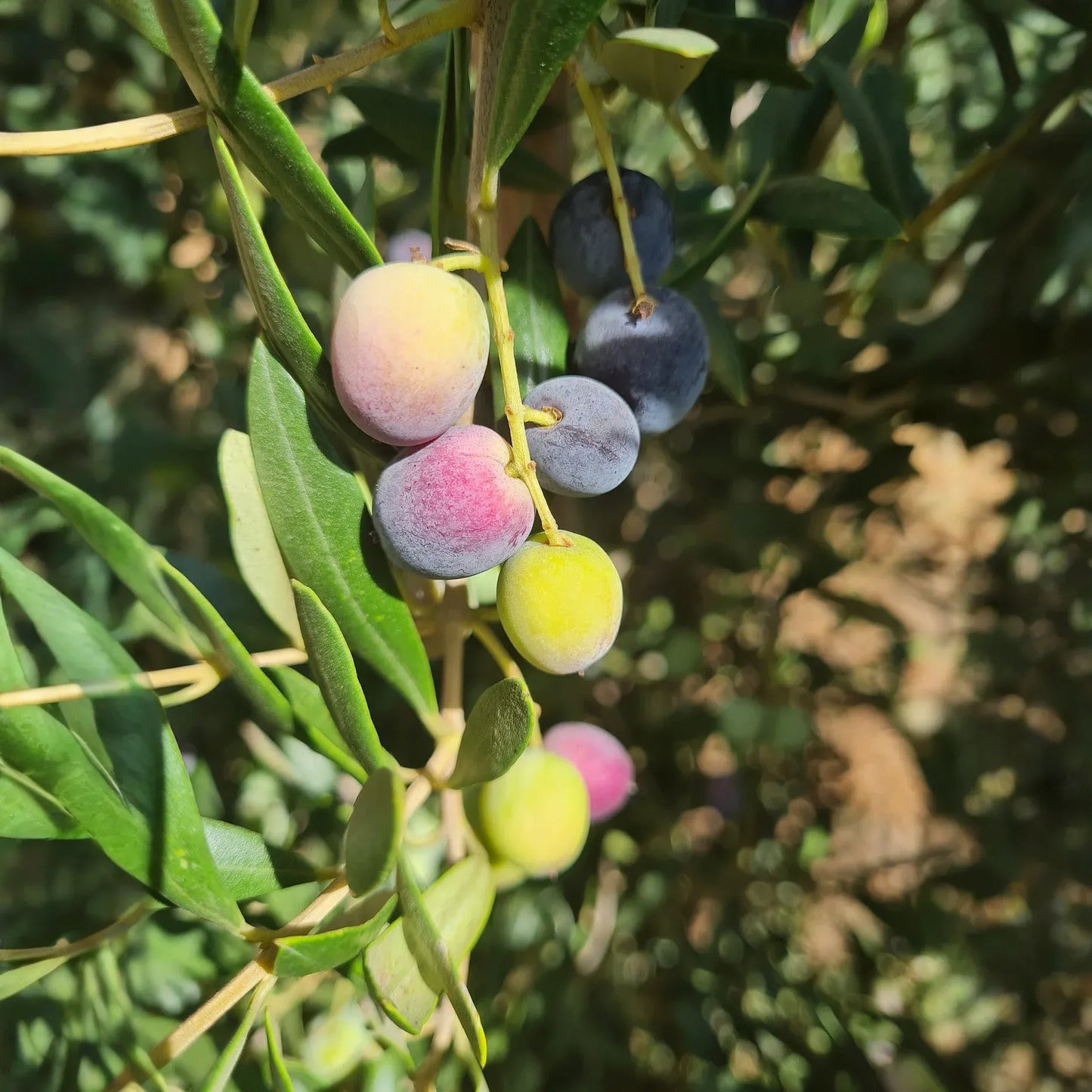 Arbequina Olive Tree Starter Plant 5+ Inches Olea Europaea Drought Tolerant USDA Zones 8-11