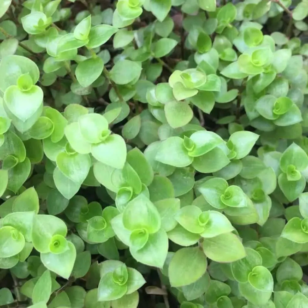 Tradescantia Bolivian Starter Plant, Rooted Cutting, Purple-Green Foliage, Trailing Houseplant, Pet-Friendly