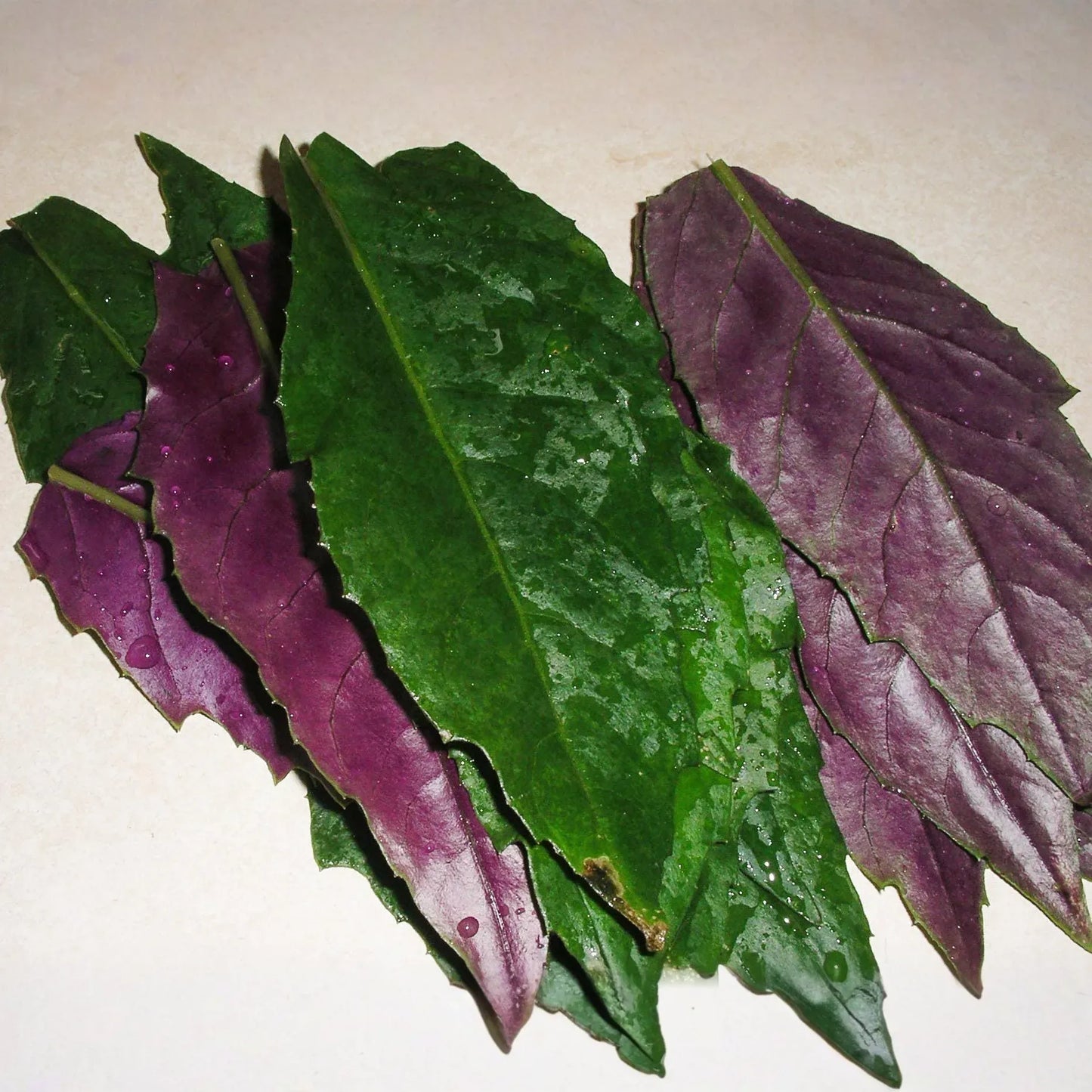 3 Okinawa Spinach Plants - Gynura crepioides | Live Starter Perennial | Edible Garden Green for Warm Climates & Containers