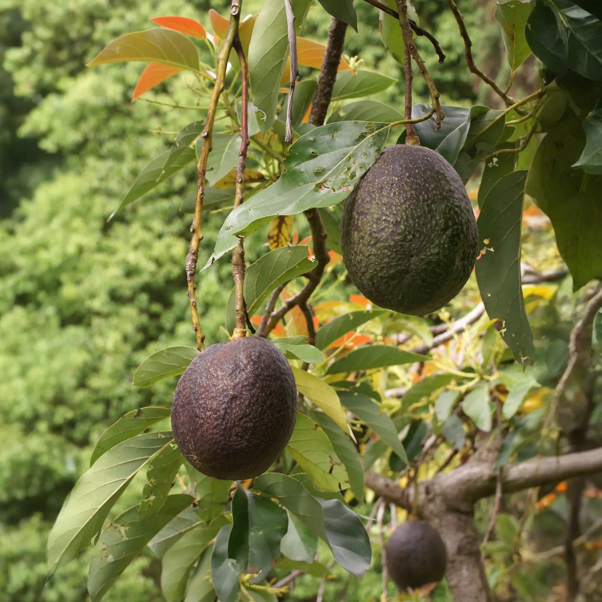 5 Rare Cleopatra Avocado Unrooted Cuttings Scions, Wax Dipped, Persea americana, Fruit Tree, Rare Varieties for Gardening